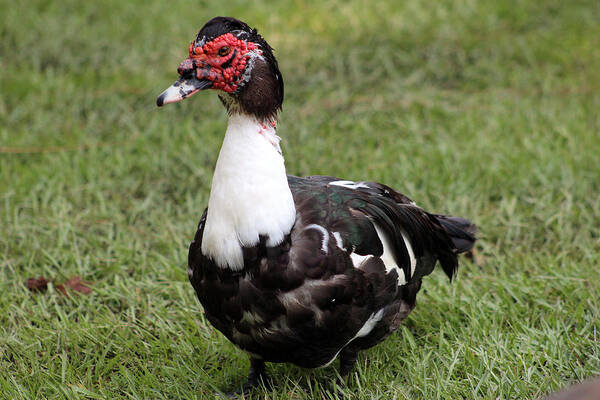Bird Art Print featuring the photograph Beautiful Muscovy Duck by DB Hayes