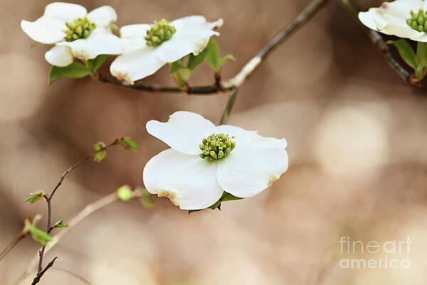 Dogwood Art Print featuring the photograph Beautiful White flowering dogwood blossoms by Stephanie Frey