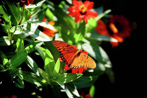 Orange Art Print featuring the photograph Beauty abounds by Camille Lopez