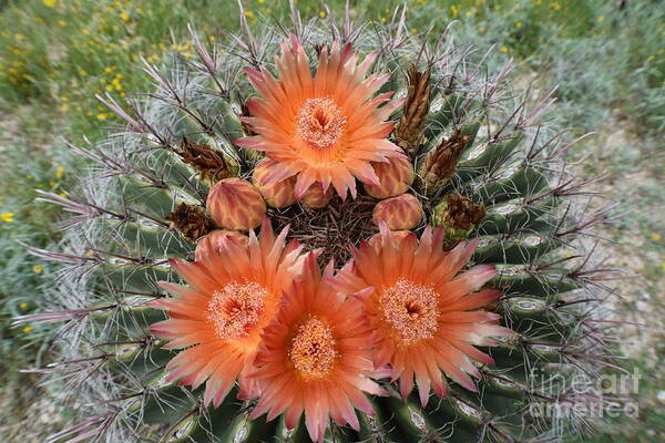 Arizona Art Print featuring the photograph Beauty Among The Thorns by Janet Marie