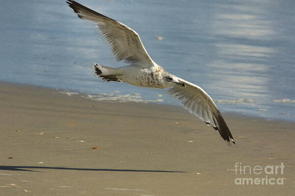 Seagull Art Print featuring the painting Beauty At The Beach by Deborah Benoit