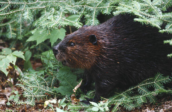 Beaver Art Print featuring the photograph Beaver in forest by Steve Somerville