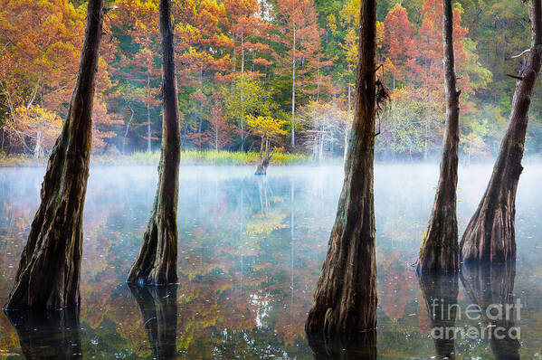 America Art Print featuring the photograph Beavers Bend Cypress Grove by Inge Johnsson