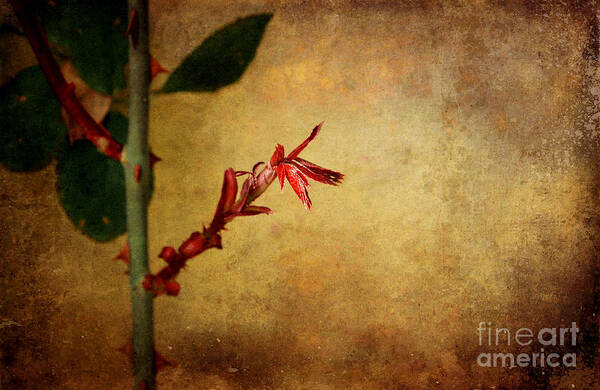 Digital Art Art Print featuring the photograph Becomes the Rose by Ellen Cotton