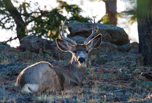Mule Deer Art Print featuring the photograph Bed Down For The Evening by Mindy Musick King