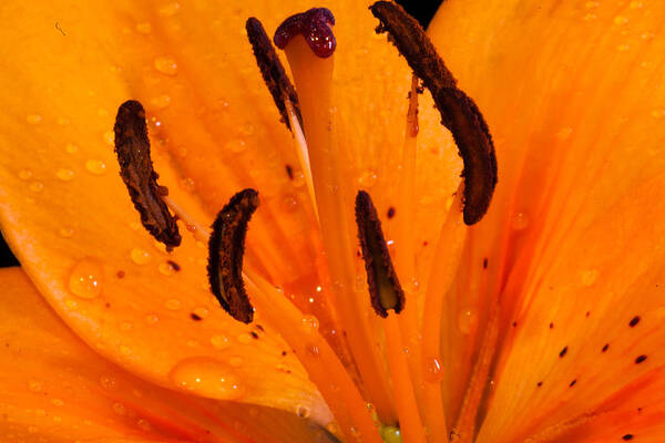 Bellingham Art Print featuring the photograph Bedraggled Beauty in Orange by Judy Wright Lott