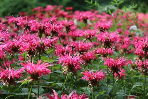 Bee Balm Art Print featuring the photograph Bee balm by Beth Tidd