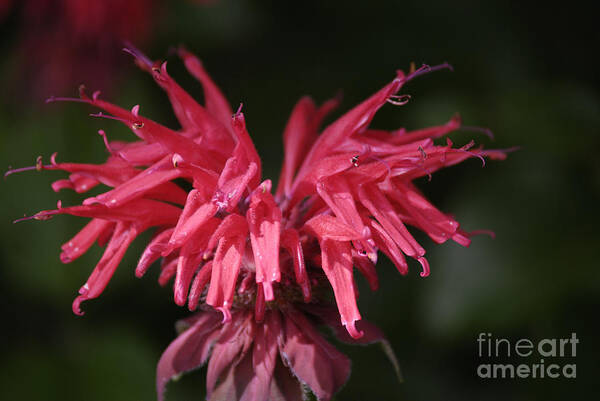 Bee Balm Art Print featuring the photograph Bee Balm by Randy Bodkins