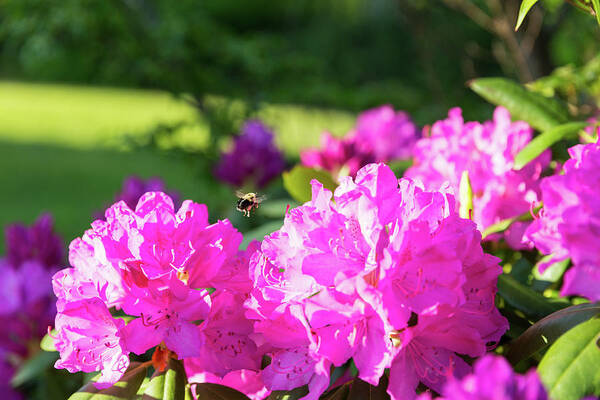 Bee Art Print featuring the photograph Bee Flying Over Catawba Rhododendron by D K Wall