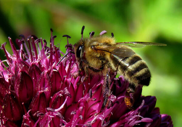 Bee Art Print featuring the photograph Bee on a Dark Pink Flower by John Topman