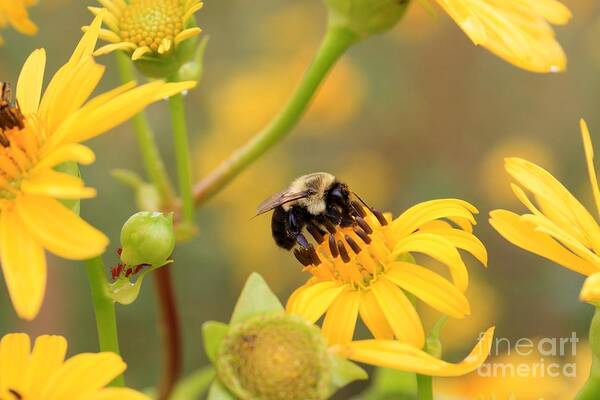 Bee Art Print featuring the photograph Bee on Wildflower by Rick Rauzi