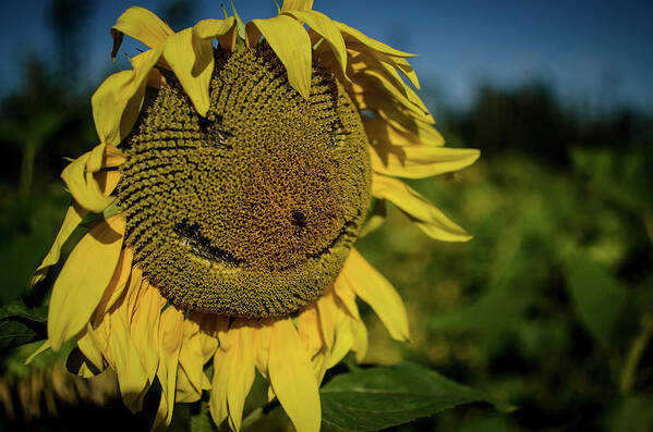 Winterpacht Art Print featuring the photograph Bee Smiling Sunflowers by Miguel Winterpacht