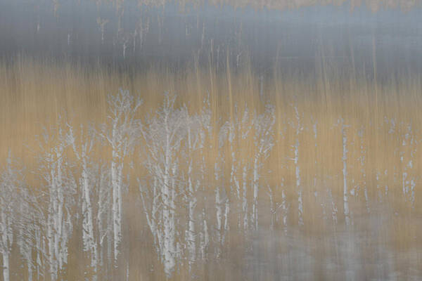 Intentional Camera Movement Art Print featuring the photograph Before The Snows by Deborah Hughes
