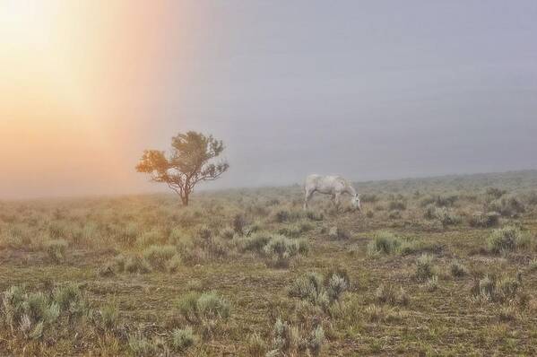 Horse Art Print featuring the photograph Beggar in the Mist by Amanda Smith