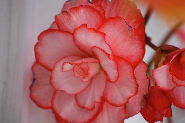 Flower Art Print featuring the photograph Begonia Beauty by Lora Lee Chapman