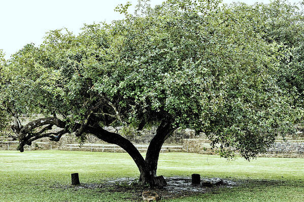 Tree Art Print featuring the photograph Belize Tree by Linda Constant
