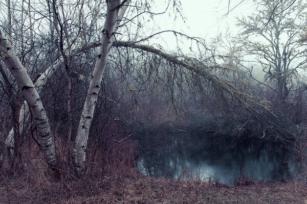 Andrew Pacheco Art Print featuring the photograph Bending Birch by Andrew Pacheco