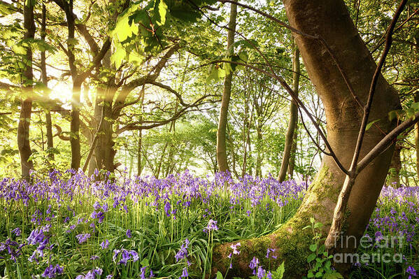 Forest Art Print featuring the photograph Bent tree in bluebell forest by Simon Bratt