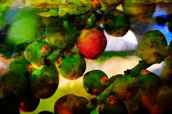 Berries Art Print featuring the photograph Berries by Harry Spitz