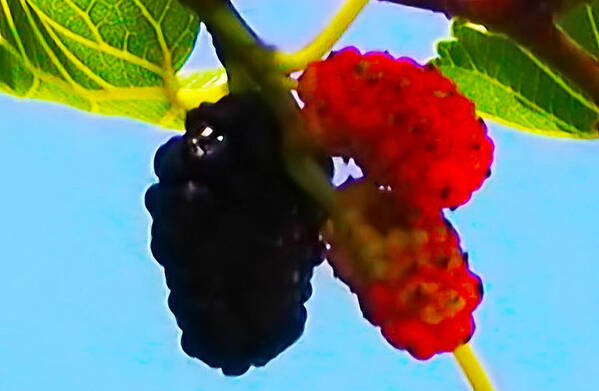 Mulberries Art Print featuring the photograph Berry Good by Bill Cannon