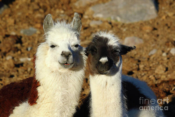 Llama Art Print featuring the photograph Best Friends Forever by James Brunker