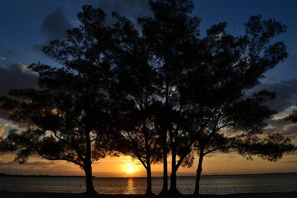 Sunset Art Print featuring the photograph Between The Trees by Melanie Moraga