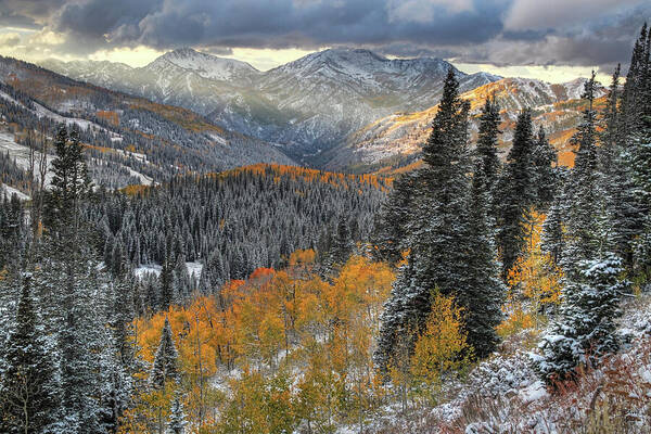 Utah Art Print featuring the photograph Big Cottonwood Canyon Early Snow and Fall Color by Brett Pelletier