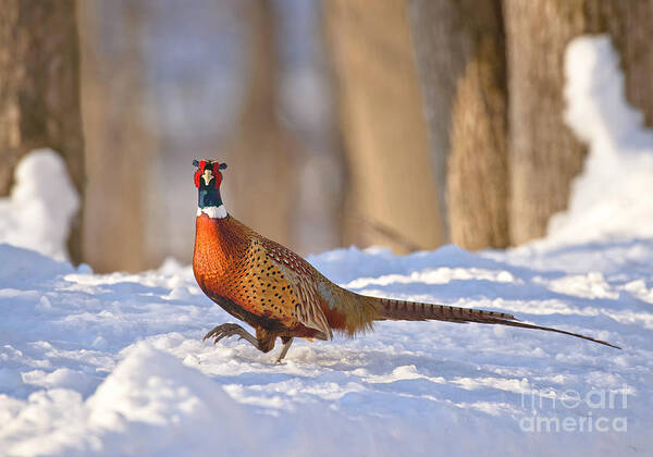 Ring-necked Pheasant Art Print featuring the photograph Big Foot Pheasant by Timothy Flanigan