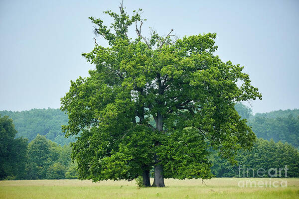 Beautiful Art Print featuring the photograph Big old oak tree on a meadow by Ragnar Lothbrok