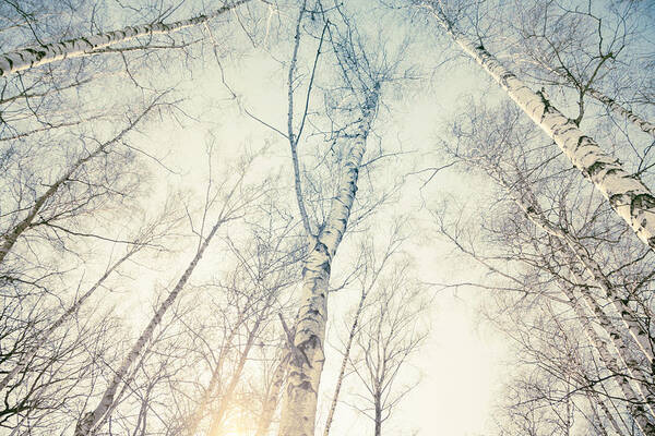 Tree Art Print featuring the photograph Birch Trees 4 by Dorit Fuhg