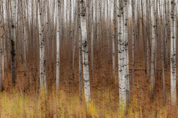 Trees Art Print featuring the photograph Birch Trees Abstract #2 by Patti Deters