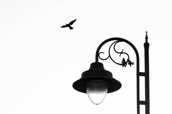 Flying Dove Art Print featuring the photograph Bird and Street Lamp in Black and White by Prakash Ghai