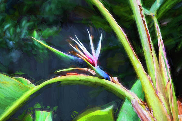 Bird Of Paradise Art Print featuring the photograph Bird Of Paradise Strelitzia Reginae 003 by Rich Franco