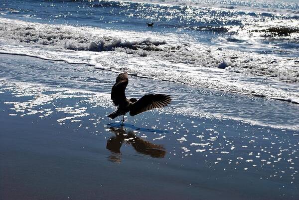 Sky Art Print featuring the photograph Bird Wings Out - Beach Reflection by Matt Quest
