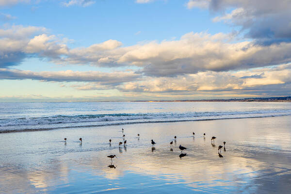 Birds Art Print featuring the photograph Birds on the Beach by Derek Dean