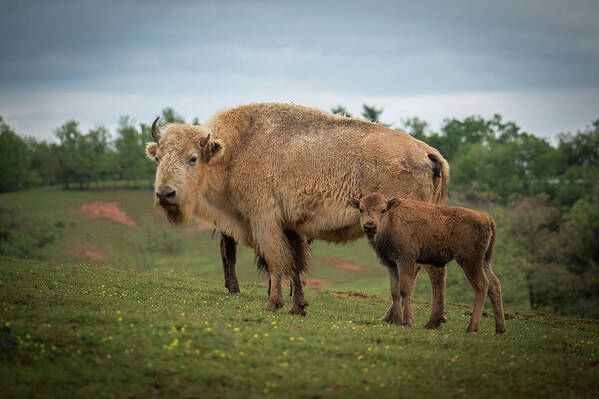 Bison Art Print featuring the photograph Bison 7 by Joye Ardyn Durham