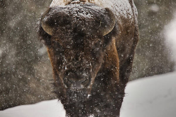 Wildlife Art Print featuring the digital art Bison Buffalo Wyoming Yellowstone by Mark Duffy