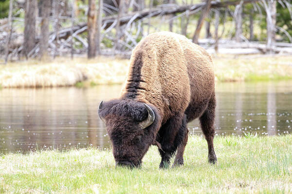 Bison Art Print featuring the photograph Bison By Water by Steve McKinzie