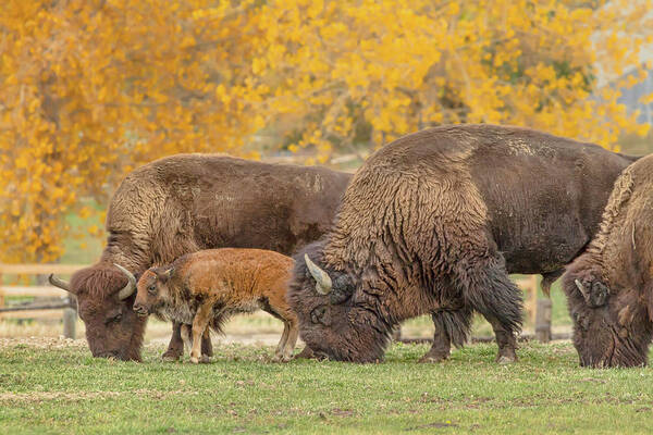 Bison Art Print featuring the photograph Bison Family Nation by James BO Insogna
