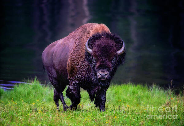 Buffalo Art Print featuring the photograph Bison Of Yellowstone by Jim Hatch