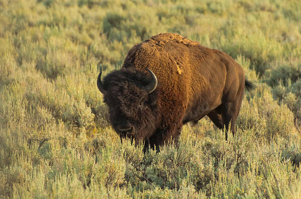 American Bison Art Print featuring the photograph Bison by Sebastian Musial