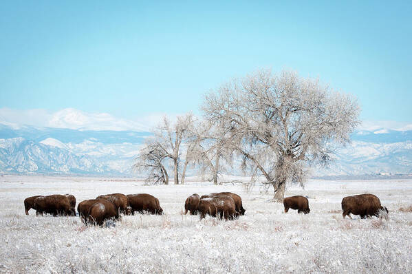 Bisons Art Print featuring the photograph Bisons in a Winter Morning by Catherine Lau