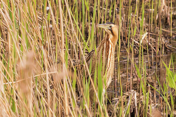 Nature Art Print featuring the photograph Bittern in the Reeds by Wendy Cooper