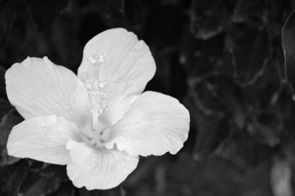 Flower Art Print featuring the photograph Black and White Hibiscus 3 by Amy Fose