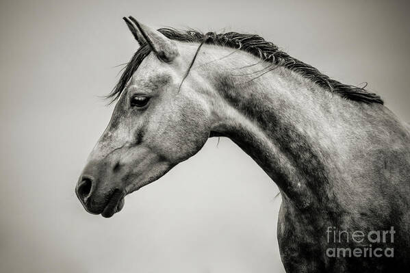 Horse Art Print featuring the photograph Black and White Horse Head by Dimitar Hristov