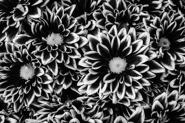Pom Art Print featuring the photograph Black And White Poms by Garry Gay