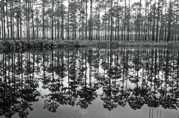 Tall Evergreen Trees Reflected In Water Art Print featuring the photograph Black and White Reflections by Sally Weigand