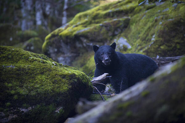 Bear Art Print featuring the photograph Black Bear on Trail by Bill Cubitt