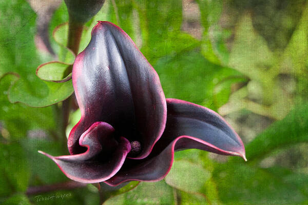 Black Calla Lily Art Print featuring the photograph Black Beauty by Terri Harper