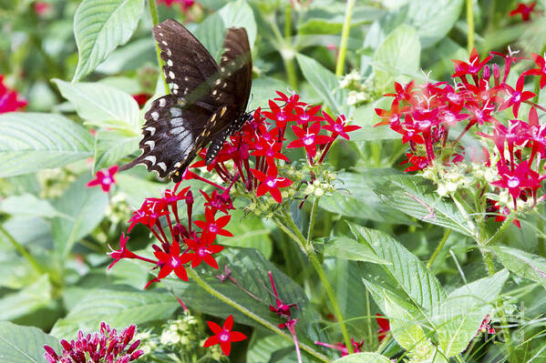 Butterfly Art Print featuring the photograph Black Butterfly in Field of Red Flowers by Karen Foley